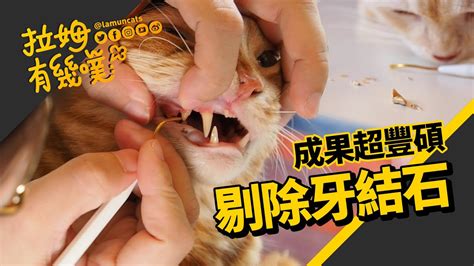 貓 牙 結石